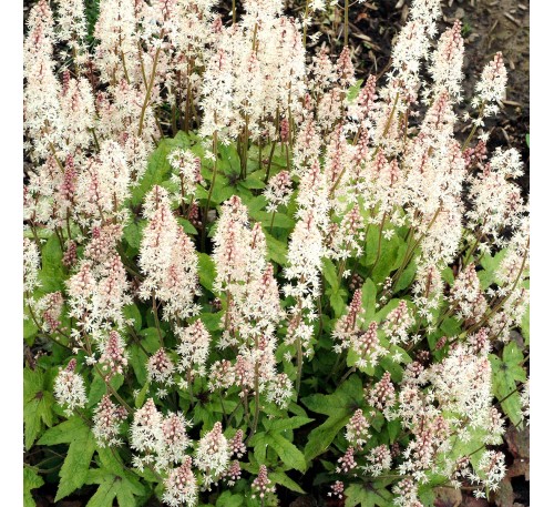 Тиарелла Пинк Букет (Pink Bouquet) C1